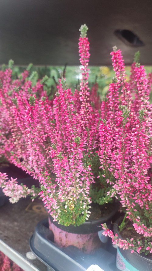 Pink Vřes bohatý trs — foto 2