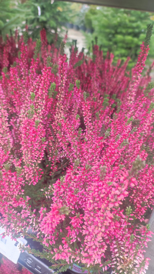 Pink Vřes bohatý trs — foto 4