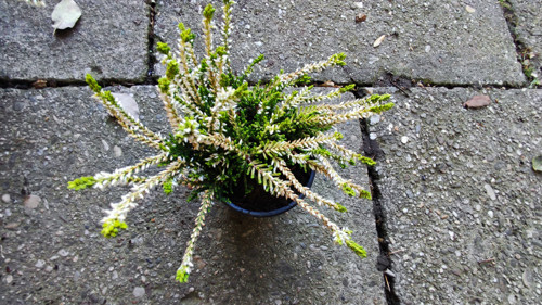 Bílo zelený vřes. rarita — foto 2