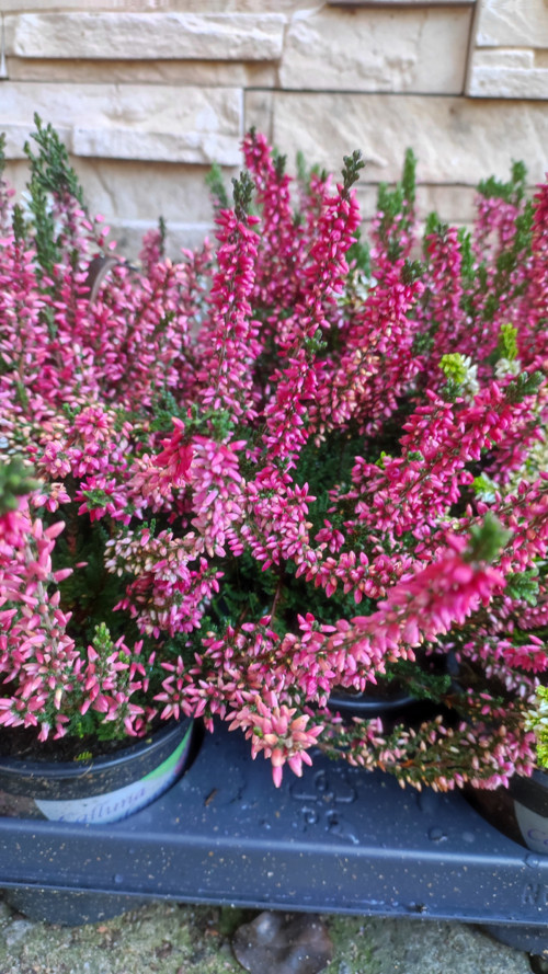Pink Vřes bohatý trs — foto 5
