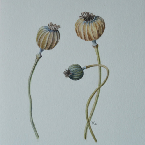 Originál, akvarel - tři makovičky - 24 x 32 cm — foto 2