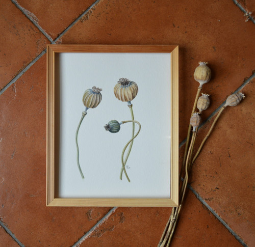 Originál, akvarel - tři makovičky - 24 x 32 cm — foto 4