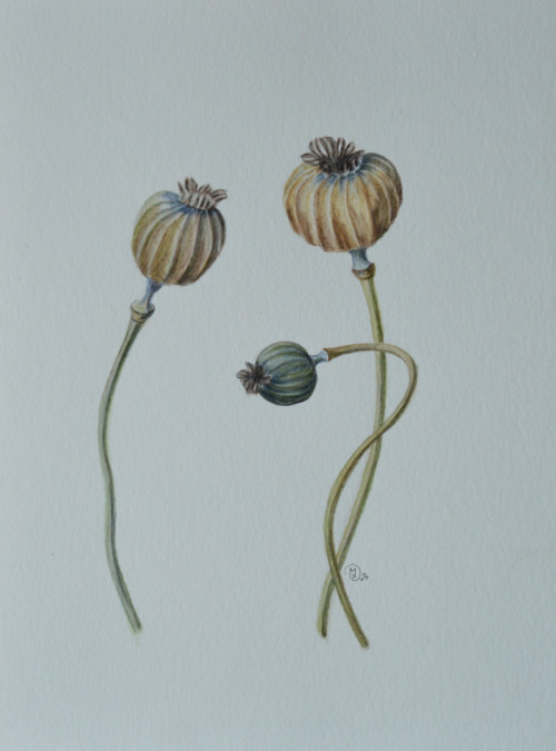 Originál, akvarel - tři makovičky - 24 x 32 cm — foto 3
