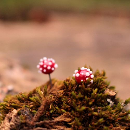 Muchomůrky I — foto 5