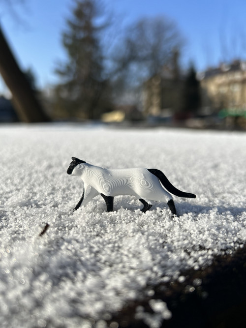 Kočka black/white — foto 2
