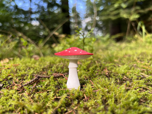Brož muchomůrka — foto 6