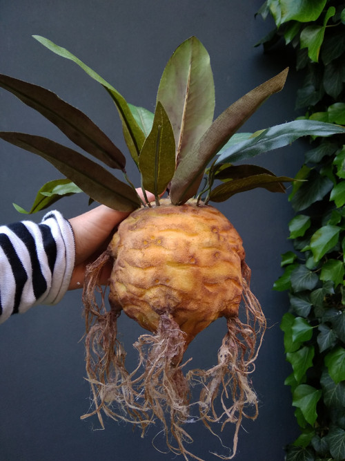 Mandragora — foto 2
