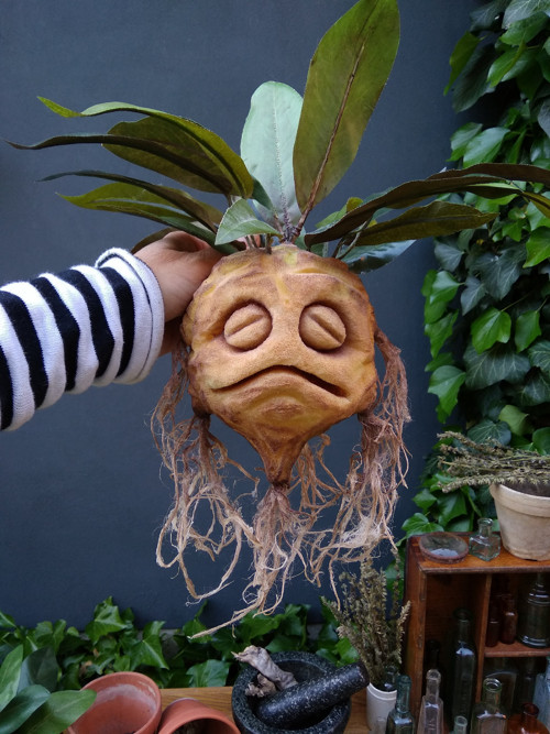 Mandragora — foto 3