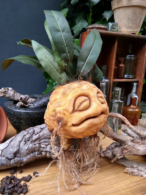 Mandragora — foto 2