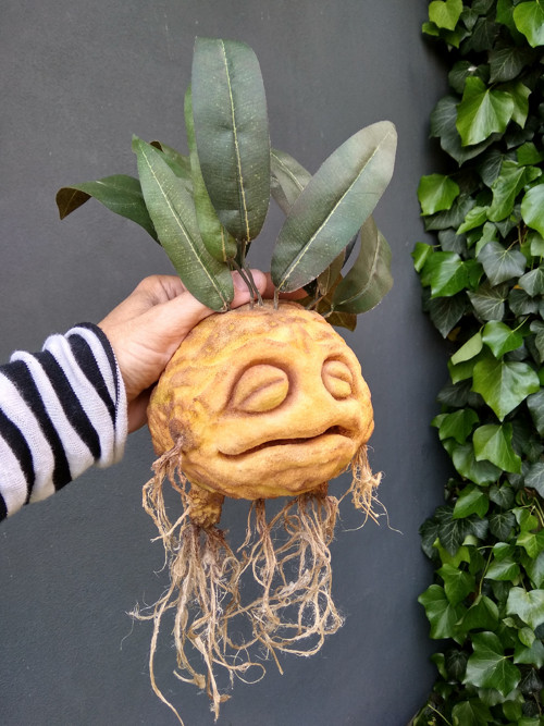 Mandragora — foto 3
