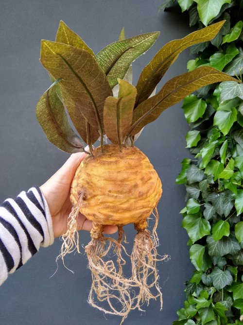 Mandragora — foto 4