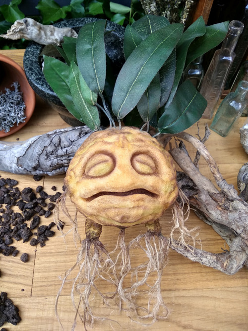 Mandragora — foto 5