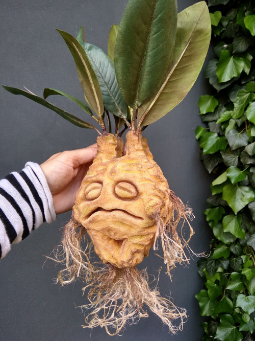 Mandragora — foto 2