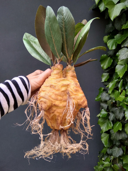 Mandragora — foto 3
