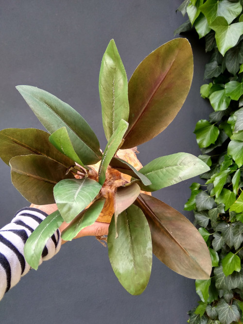 Mandragora — foto 4