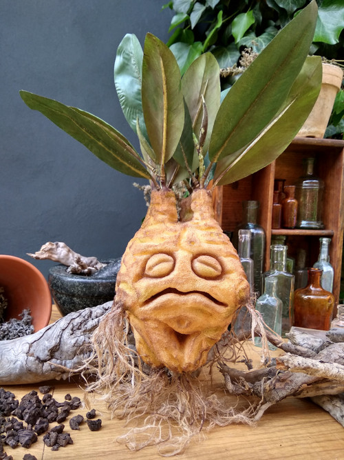 Mandragora — foto 5