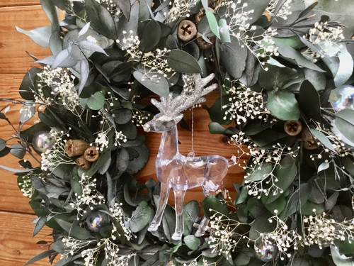 Eukalyptový něžný — foto 3