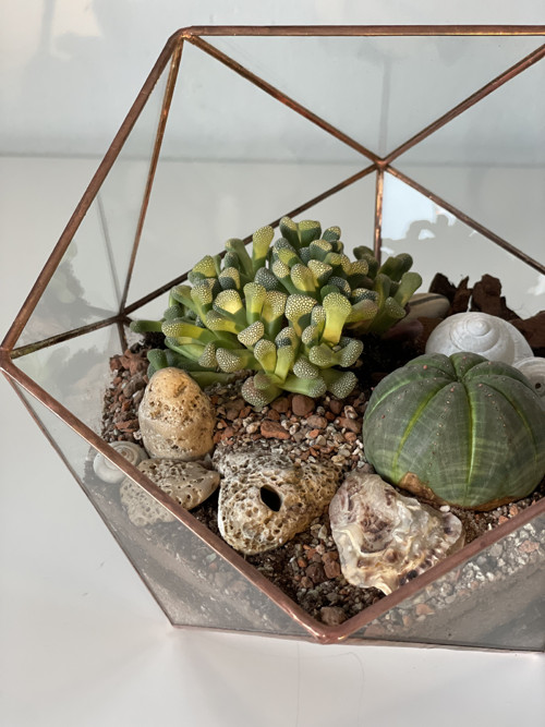 Florarium "Koulička velká" — foto 5
