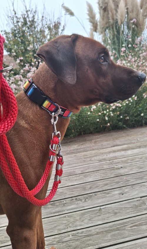 Obojek softshell Multicolore — foto 3