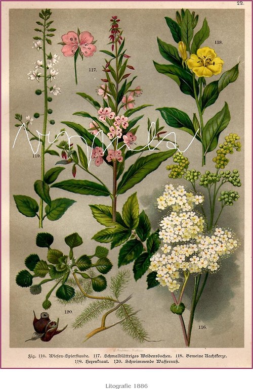 Herbář po dědovi III — foto 2