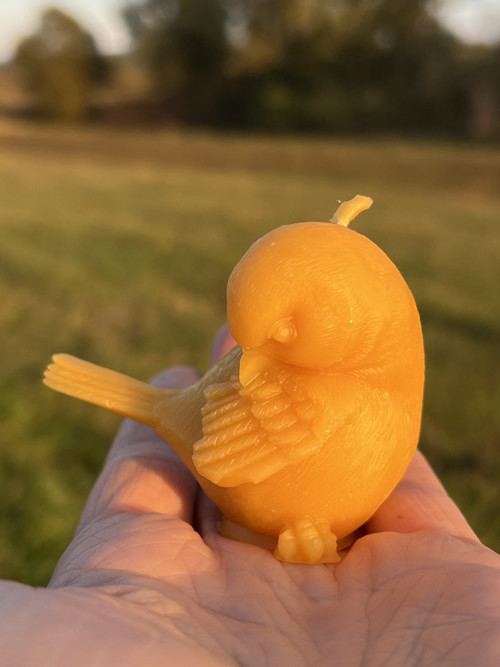 Vrabec čistící si peříčka — foto 3