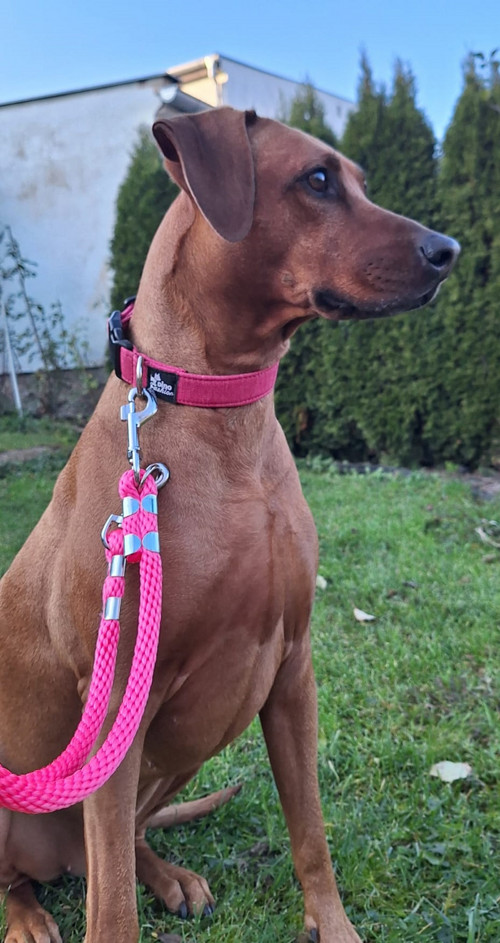 Obojek softshell Pink — foto 4