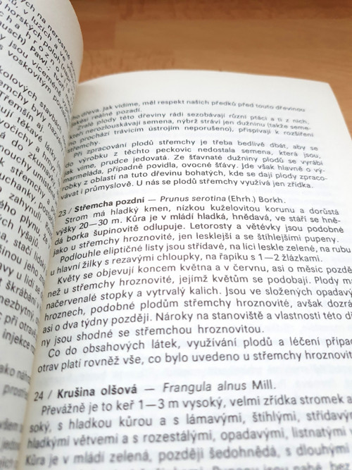 Plody planých a parkových rostlin — foto 3