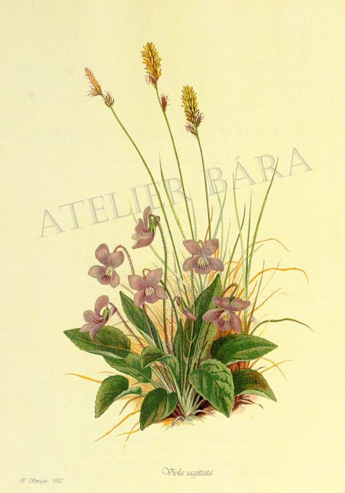 Z herbáře - fialka — foto 2
