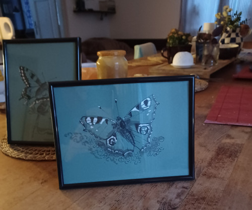 Babočka paví oko — foto 3