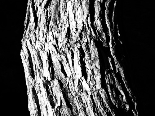 V lese XIII — foto 2