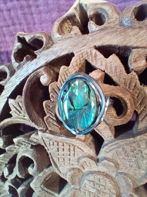 Abalone — foto 2