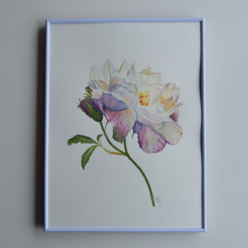 Akvarel - Růže vícebarevná 40x 30cm — foto 5