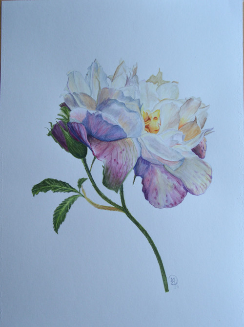 Akvarel - Růže vícebarevná 40x 30cm — foto 3