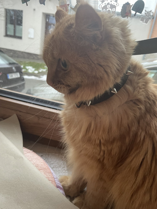 Kožený obojek pro psy/kočky/lidi — foto 2