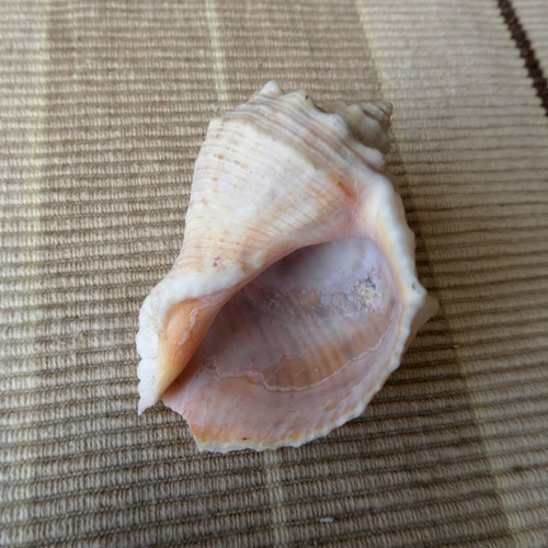 Lastura 6 cm x 4,5 cm — foto 3