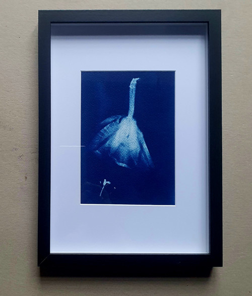 "TANEČNICE" - originální kyanotypie v rámu — foto 2