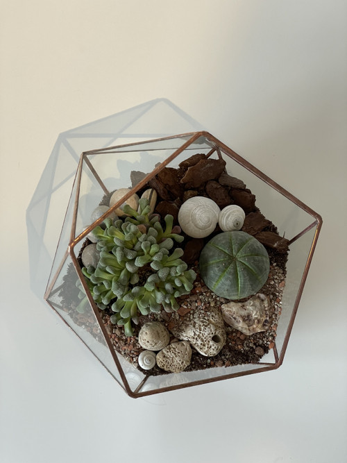 Florarium "Koulička velká" — foto 6
