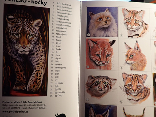 Pexeso Kočky - bílý tygr — foto 2