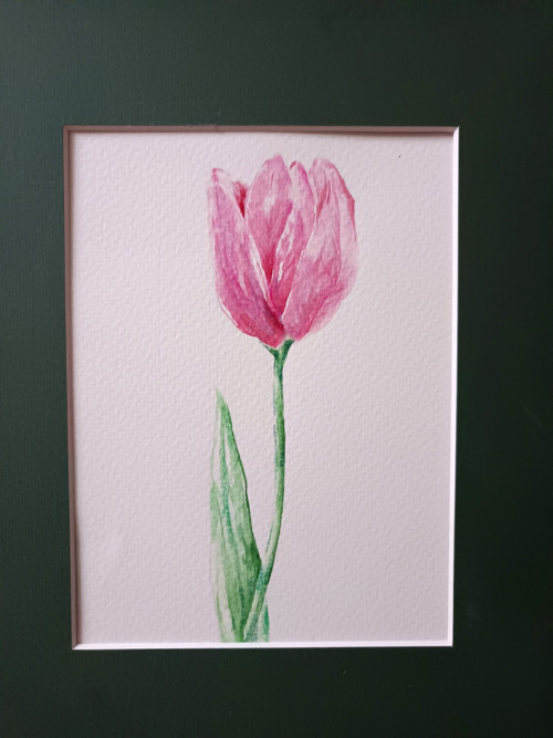 Tulipán — foto 3