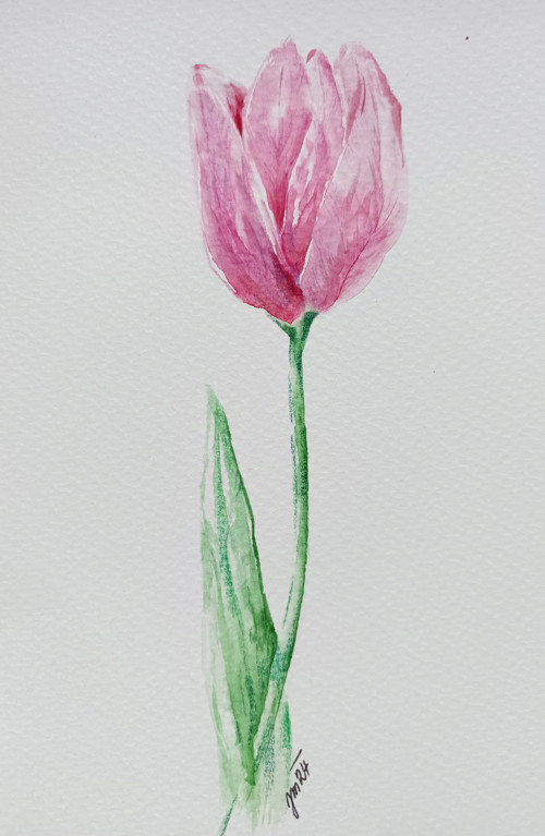 Tulipán — foto 2