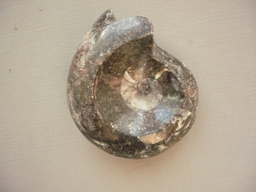 Goniatit 46 mm, č.1f — foto 2