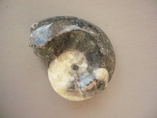 Goniatit 43 mm, č.2f — foto 2