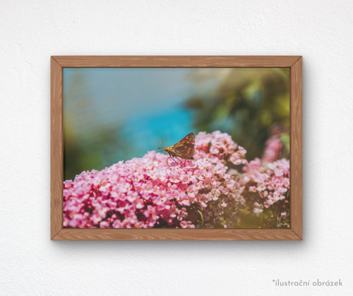 Tisk 20x30 cm v rámu: Ochlodes sylvanus — foto 2