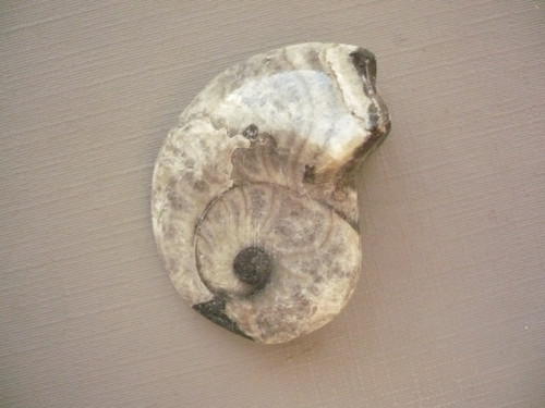 Goniatit 38 mm, č.3f — foto 2