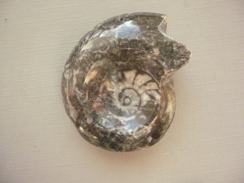 Goniatit 43 mm, č.5f — foto 2