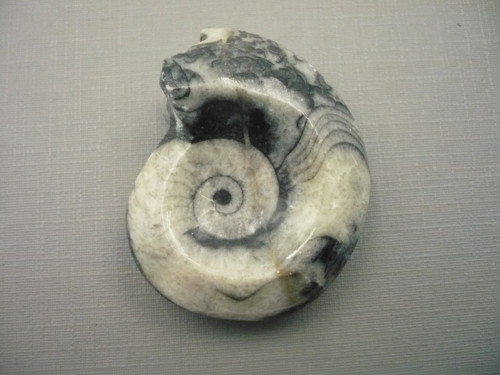Goniatit 42 mm, č.10f — foto 2