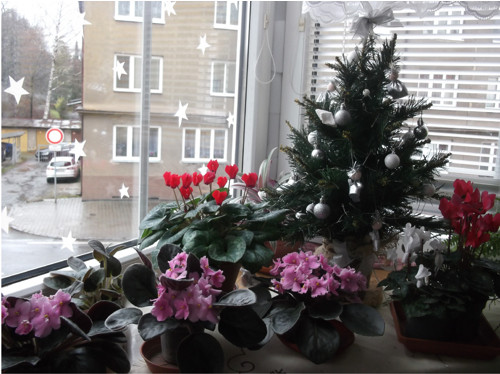 Rozkvetlé vánoční okno. Varianty — foto 2