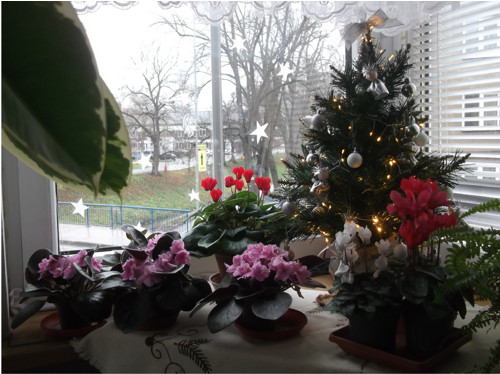 Rozkvetlé vánoční okno. Varianty — foto 3
