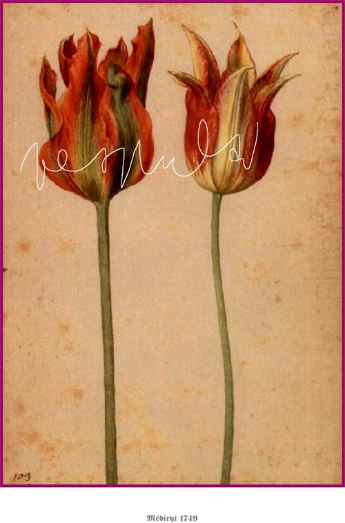 Tulipány — foto 2