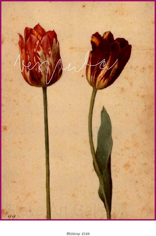 Tulipány — foto 4